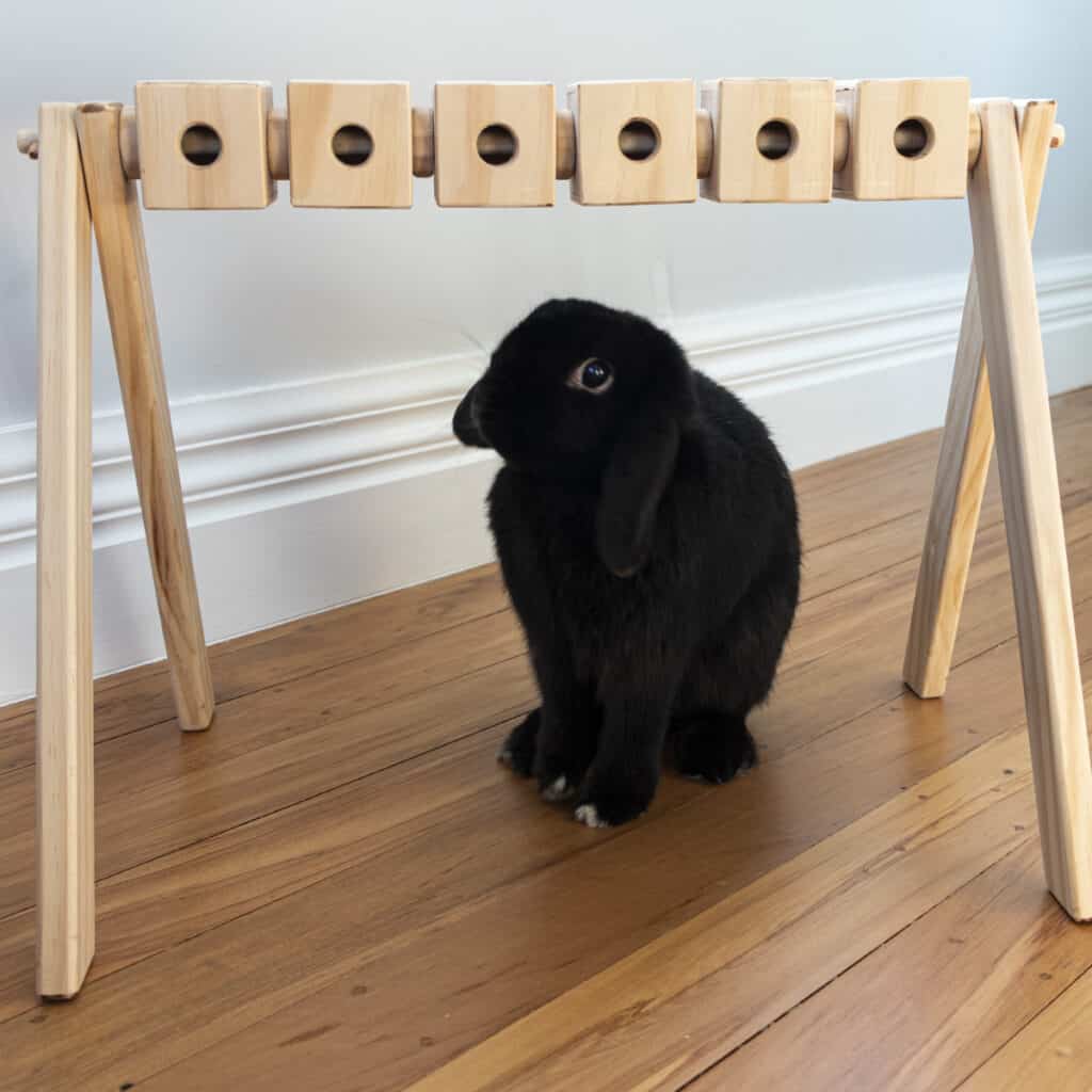 Bunny pellet gym rabbit toys